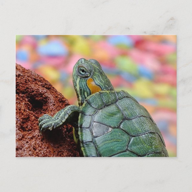 Red-eared slider turtle postcard (Front)