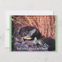"Red Eared Turtles" Postcard