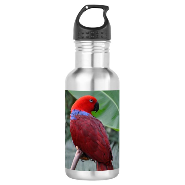 Red eclectic parrot 710 ml water bottle (Front)
