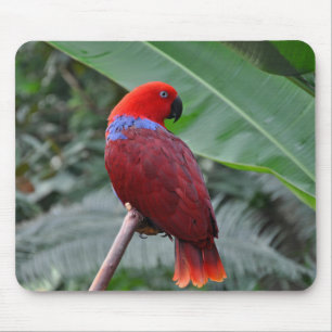 Red eclectic parrot mouse pad
