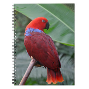 Red eclectic parrot notebook