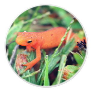 Red Eft Orange Salamander Nature 1   Ceramic Knob