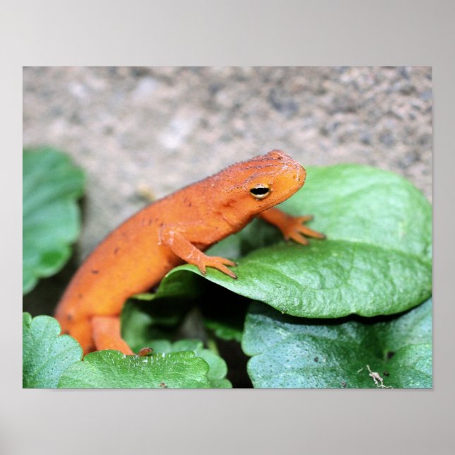 Red Eft Orange Salamander Nature 2 Poster (Front)