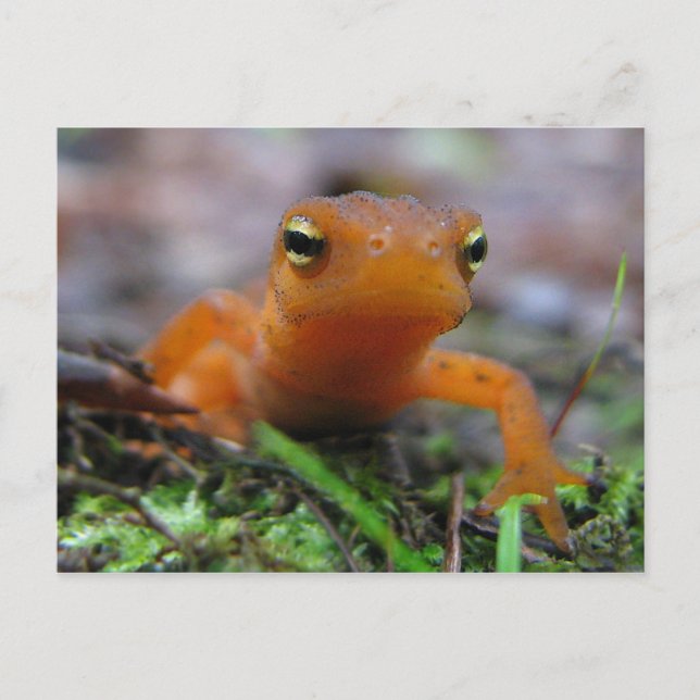 Red Eft Postcard (Front)