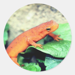 Red Eft Salamander Nature  Classic Round Sticker