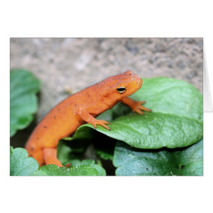 Red Eft Salamander Nature Photography Card