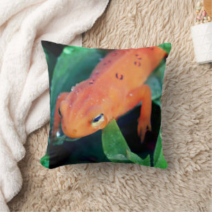 Red Eft Salamander Raindrop On Eye   Cushion