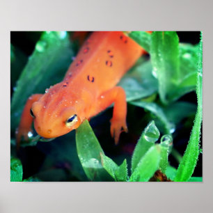 Red Eft Salamander Raindrop On Eye  Poster