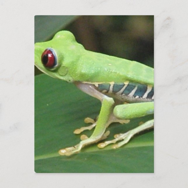 Red Eye Green Tree Frog Postcard (Front)