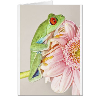 Red Eye Tree Frog