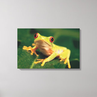 Red eye tree frog canvas print