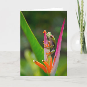 Red-eye tree frog, Costa Rica Card