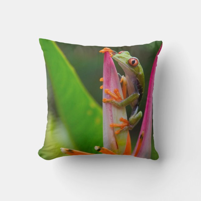 Red-eye tree frog, Costa Rica Cushion (Front)