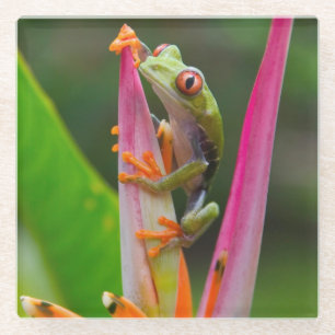 Red-eye tree frog, Costa Rica Glass Coaster