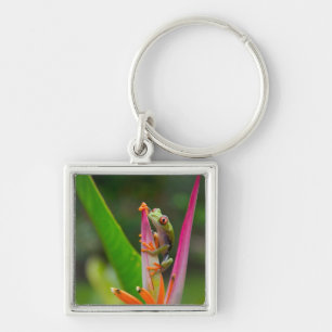 Red-eye tree frog, Costa Rica Key Ring