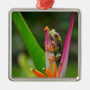 Red-eye tree frog, Costa Rica Metal Tree Decoration