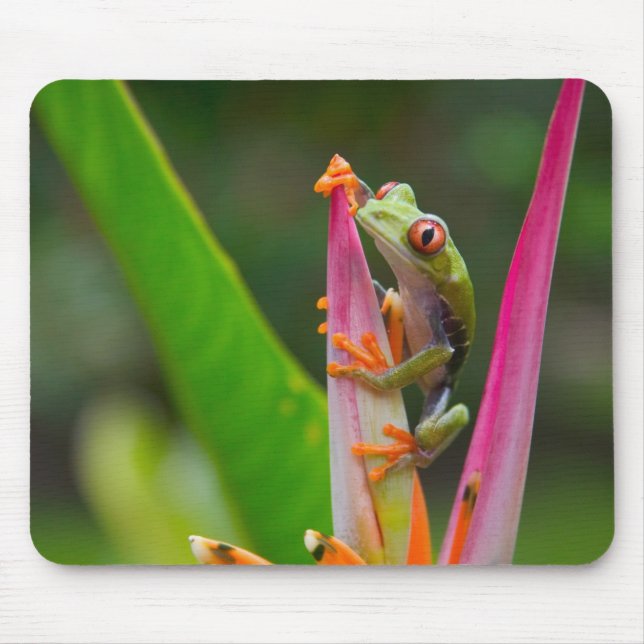 Red-eye tree frog, Costa Rica Mouse Pad (Front)
