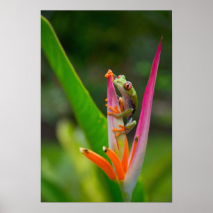 Red-eye tree frog, Costa Rica Poster
