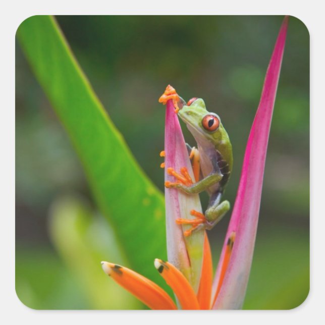 Red-eye tree frog, Costa Rica Square Sticker (Front)