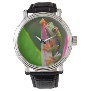 Red-eye tree frog, Costa Rica Watch