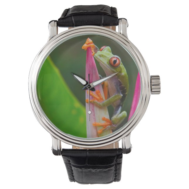 Red-eye tree frog, Costa Rica Watch (Front)