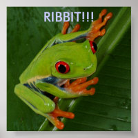 Red-Eye-Tree-Frog, RIBBIT!!!