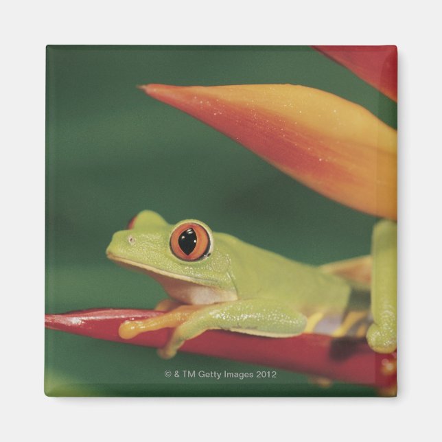 Red eye tree frog sitting on flower magnet (Front)
