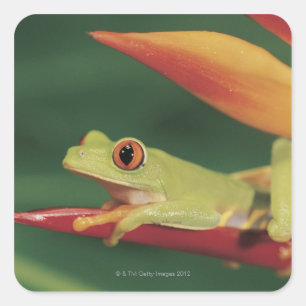 Red eye tree frog sitting on flower square sticker