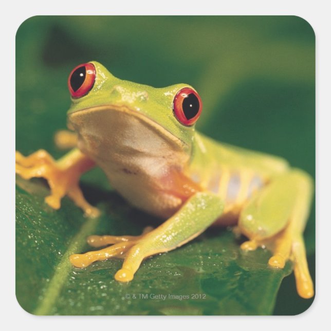 Red eye tree frog square sticker (Front)