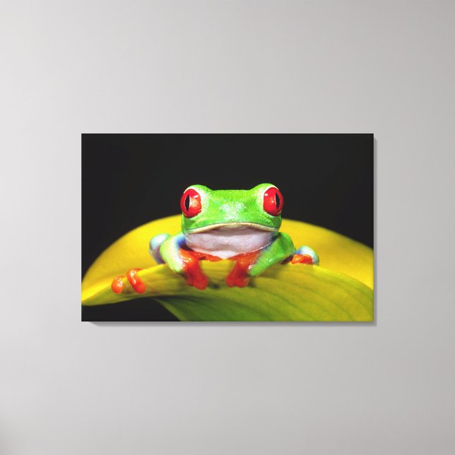 Red Eye Treefrog, Agalychinis callidryas, Native Canvas Print (Front)