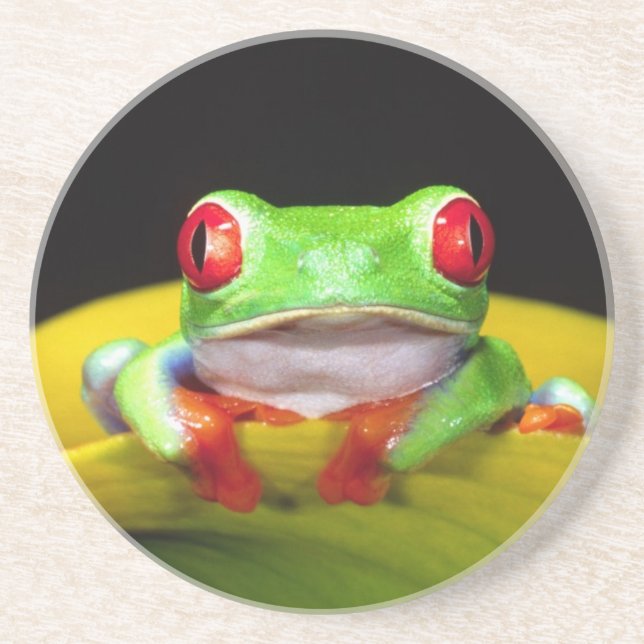 Red Eye Treefrog, Agalychinis callidryas, Native Coaster (Front)