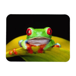 Red Eye Treefrog, Agalychinis callidryas, Native Magnet