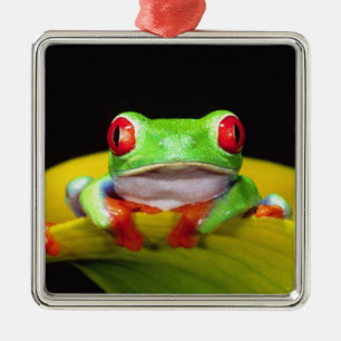 Red Eye Treefrog, Agalychinis callidryas, Native Metal Tree Decoration