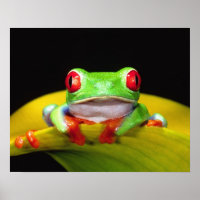 Red Eye Treefrog, Agalychinis callidryas, Native