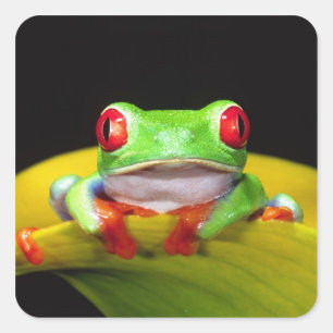 Red Eye Treefrog, Agalychinis callidryas, Native Square Sticker