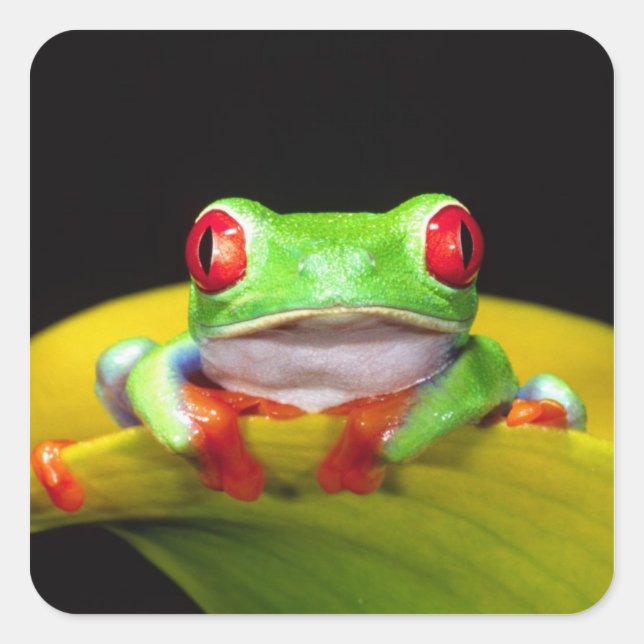 Red Eye Treefrog, Agalychinis callidryas, Native Square Sticker (Front)