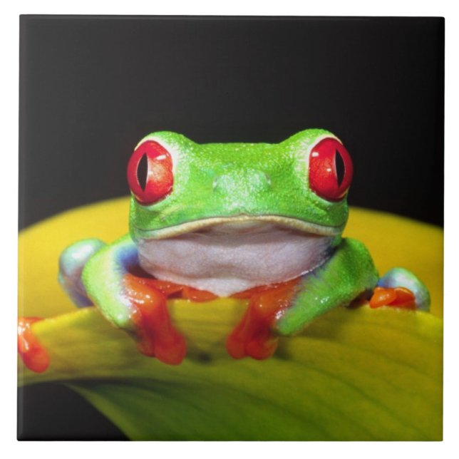 Red Eye Treefrog, Agalychinis callidryas, Native Tile (Front)