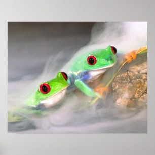 Red Eye Treefrog in the mist, Agalychinis 2 Poster
