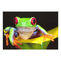 Red Eye Treefrog on a Calla Lily, Agalychnis