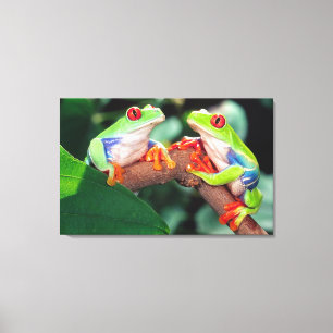 Red Eye Treefrog Pair, Agalychinis callidryas, Canvas Print