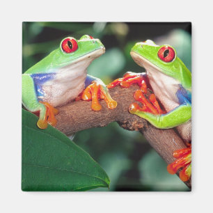Red Eye Treefrog Pair, Agalychinis callidryas, Magnet