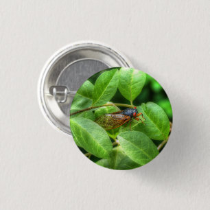 Red Eyed Cicada  3 Cm Round Badge