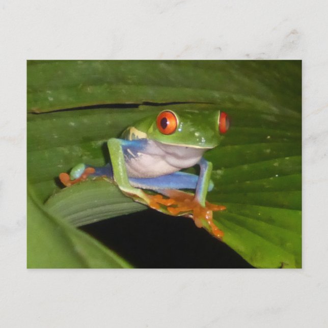 Red Eyed Gaudy Frog DIY Postcard (Front)