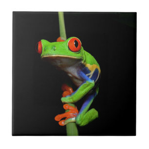 Red Eyed Painted Tree Frog Tile