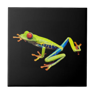 Red Eyed Painted Tree Frog  Tile