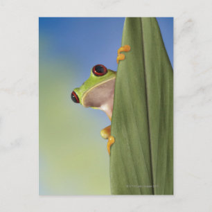 Red Eyed Tre Frog Peeking From Behind a Leaf Postcard