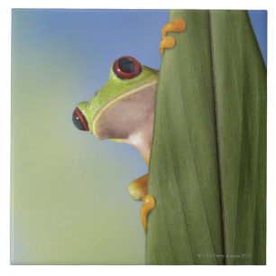 Red Eyed Tre Frog Peeking From Behind a Leaf Tile