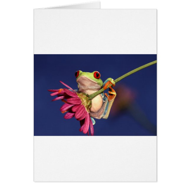 red eyed tree frog (Front)