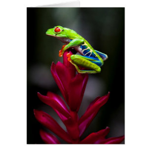 Red-eyed Tree Frog