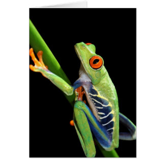 red eyed tree frog